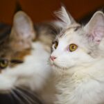 zdrowyrozwojkotawkazdymwieku dlaczegoodpowiedniakarmajesttakwazna Zdrowy rozwój kota w każdym wieku – dlaczego odpowiednia karma jest tak ważna?