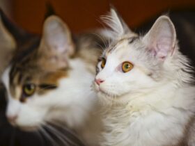 zdrowyrozwojkotawkazdymwieku dlaczegoodpowiedniakarmajesttakwazna Zdrowy rozwój kota w każdym wieku – dlaczego odpowiednia karma jest tak ważna?