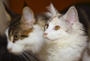 zdrowyrozwojkotawkazdymwieku dlaczegoodpowiedniakarmajesttakwazna Zdrowy rozwój kota w każdym wieku – dlaczego odpowiednia karma jest tak ważna?