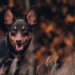 53d6c04dbad45c0500cb53fbad4aae35 Czy karma dla psa bez zbóż jest odpowiednim wyborem dla psich seniorów?