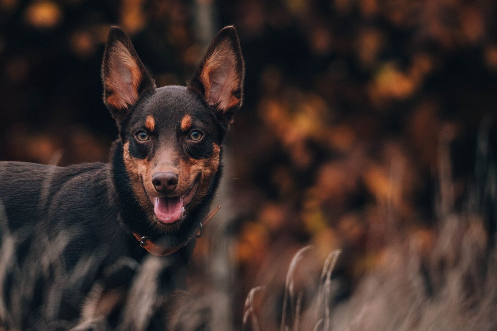 53d6c04dbad45c0500cb53fbad4aae35 Czy karma dla psa bez zbóż jest odpowiednim wyborem dla psich seniorów?