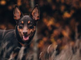 53d6c04dbad45c0500cb53fbad4aae35 Czy karma dla psa bez zbóż jest odpowiednim wyborem dla psich seniorów?