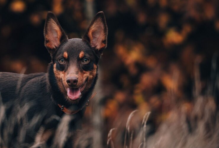 53d6c04dbad45c0500cb53fbad4aae35 Czy karma dla psa bez zbóż jest odpowiednim wyborem dla psich seniorów?