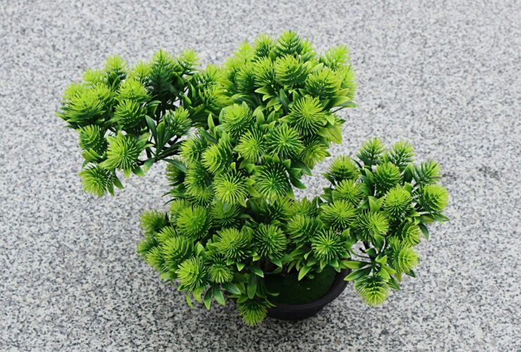 everest louis zp3dwuix1iw unsplash Gdzie kupić sztuczne rośliny, które sąsiedzi pomylą z prawdziwymi?